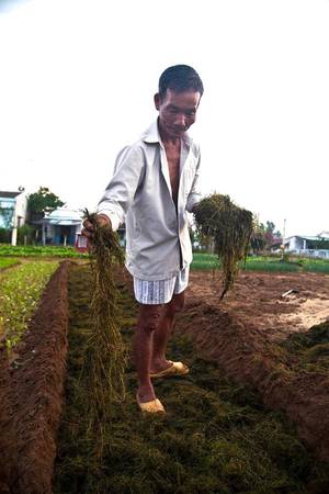 Người dân làng Trà Quế luôn tự hào về những sản phẩm mà họ tạo ra. Ông Thanh, một lão nông trong làng, chia sẻ họ không sử dụng hoá chất trong quá trình trồng trọt. Ngoài việc sử dụng loại phân đặc biệt, phương pháp canh tác độc đáo đã giúp rau Trà Quế trở nên nổi tiếng. Nhiều người lấy hạt giống để trồng ở các làng khác nhưng chất lượng không tốt bằng".  Bà Đỗ Thị Thanh, một người dân tròng làng, cho hay: “Rau Trà Quế thơm và lá nhỏ, bởi từ lúc gieo hạt đến khi thu hoạch chỉ mất 20 ngày. Đôi khi chúng tôi cũng hướng dẫn du khách trồng rau”.
