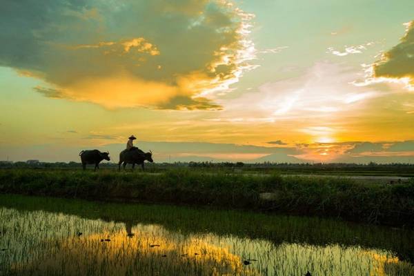 Đối với các nhiếp ảnh gia và những người yêu cái đẹp, ánh sáng tại ngôi làng từ bình minh đến hoàng hôn sẽ là một bữa tiệc thịnh soạn cho trí tưởng tượng và sự sáng tạo. Trà Quế cũng nổi tiếng là nơi chụp ảnh hoàng hôn tuyệt nhất ở Hội An.