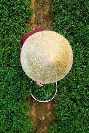 Chia sẻ với Zing.vn, Réhahn cho hay những thông tin về nhiều địa điểm đẹp của Việt Nam bằng tiếng Anh khá nghèo nàn. “Vì vậy, tôi muốn thu thập tài liệu và tạo ra một Wikipedia về Việt Nam trên website của riêng tôi, để mọi người biết đến Việt Nam nhiều hơn”. Theo kế hoạch, người đàn ông này sẽ đến TP HCM để tổ chức một buổi triển lãm và ký sách vào tháng 6. Lợi nhuận sẽ chuyển cho tổ chức Christina Noble Foundation để giúp đỡ các trẻ em nghèo. Bên cạnh đó, anh cũng sẽ đưa những bức ảnh chụp về cảnh vật và con người Việt Nam Nam tham dự một triển lãm lớn tại Pháp vào tháng 9. Sự kiện này thu hút khoảng 200.000 người tham dự mỗi năm.