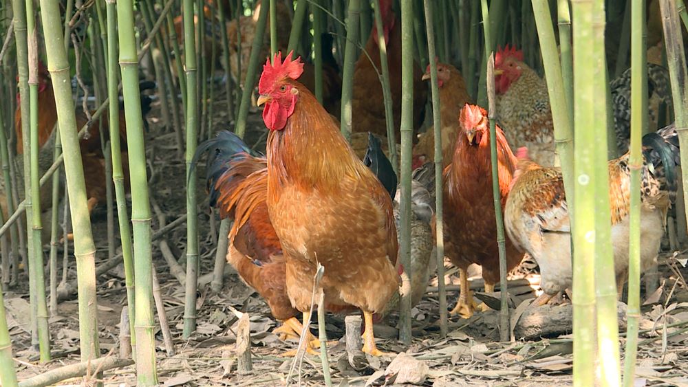 Gà Tiên Yên giống gà đồi bản địa