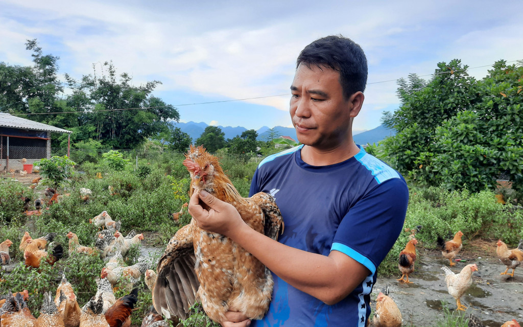 Đặc điểm giống gà Tiên Yên. Ảnh: Báo Dân tộc.