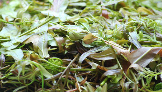 laularung 12 đặc sản Tây Nguyên - Cùng iVIVU