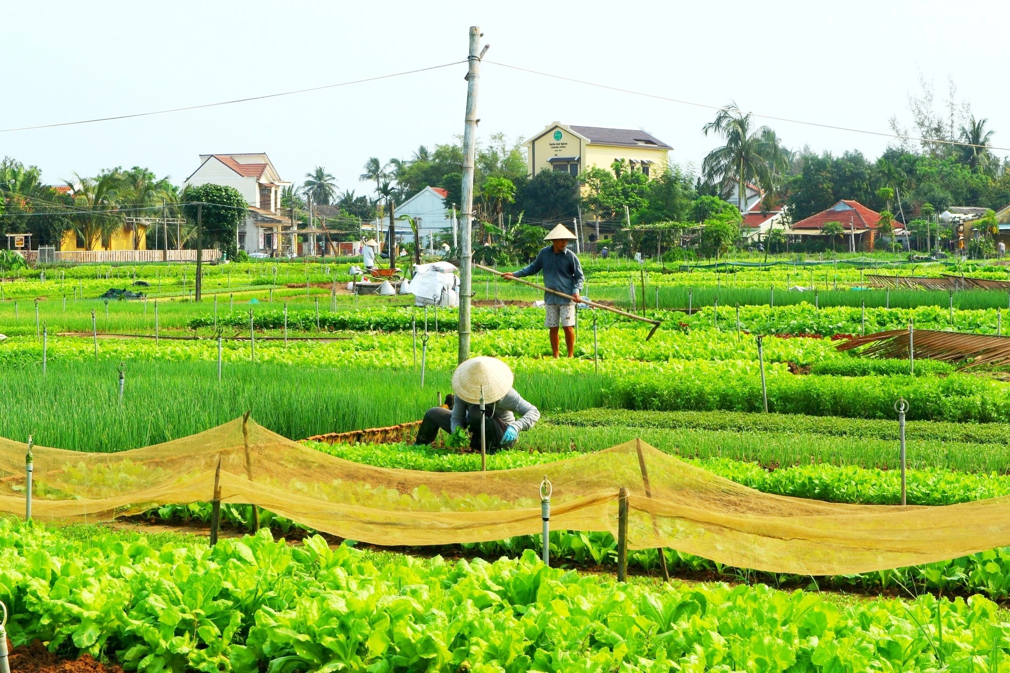 Làng rau Trà Quế