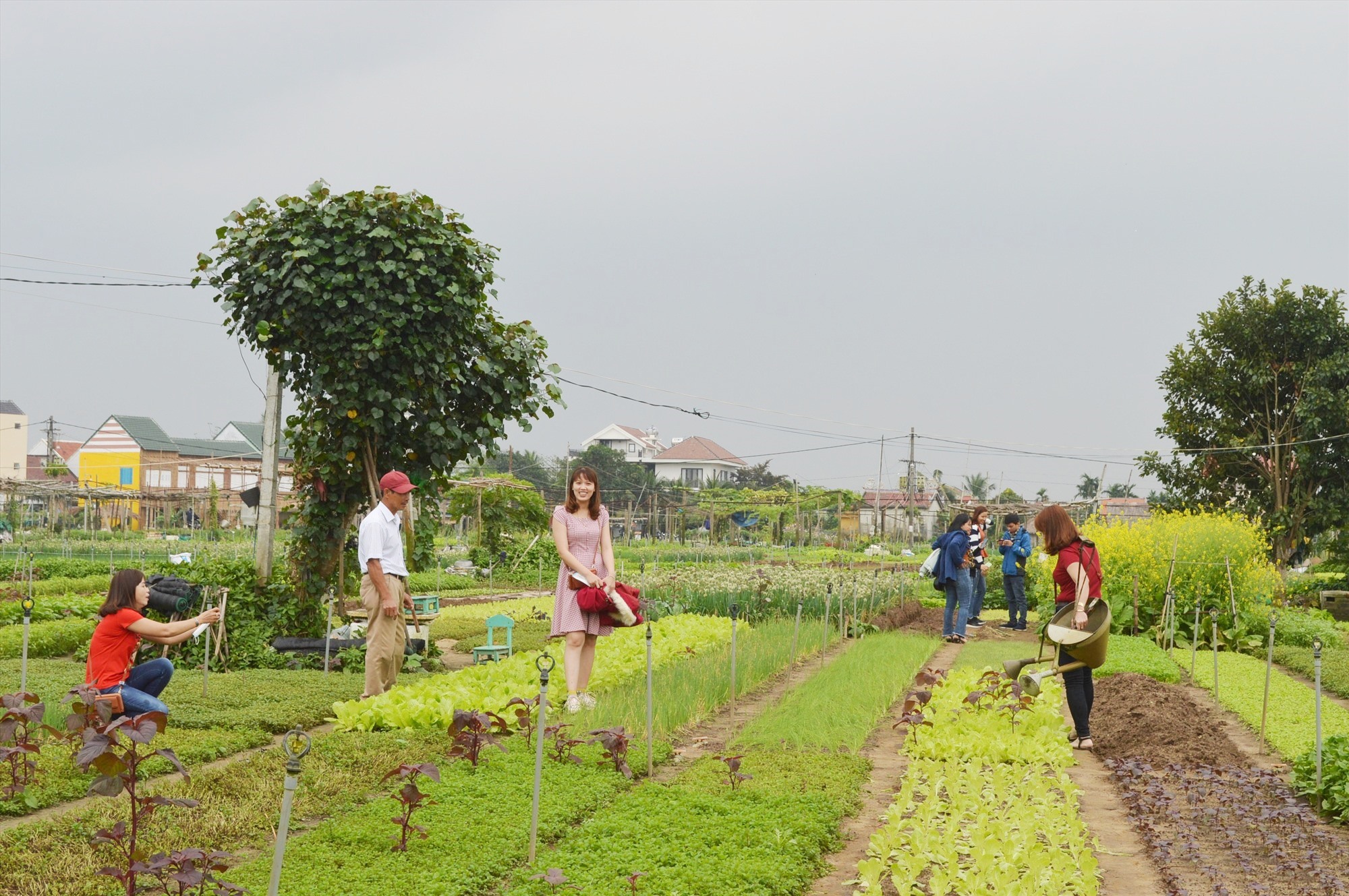 Làng rau Trà Quế Quảng Nam