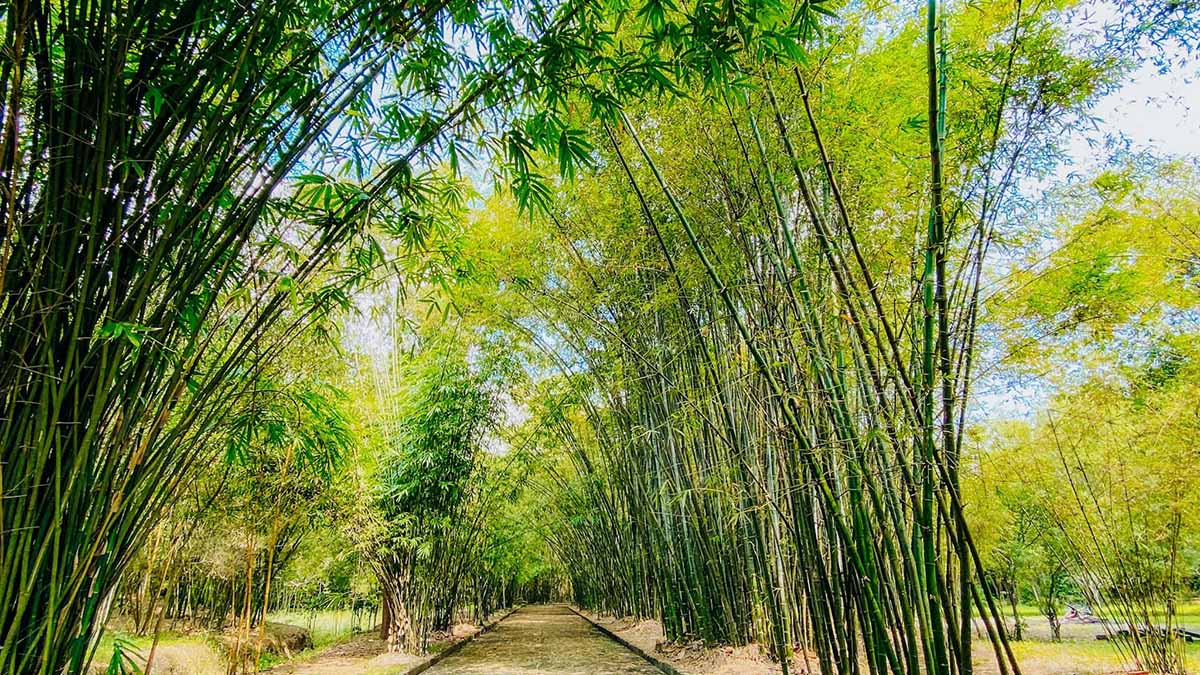 Nét đẹp giản dị tại làng tre Phú An