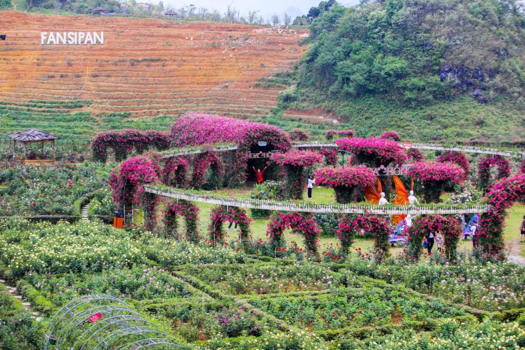 Khung cảnh nên thơ tại lễ hội Hoa hồng Fansipan