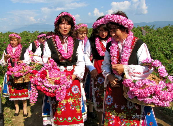 Hoa hồng mang nhiều lợi ích cho nền kinh tế Bulgaria