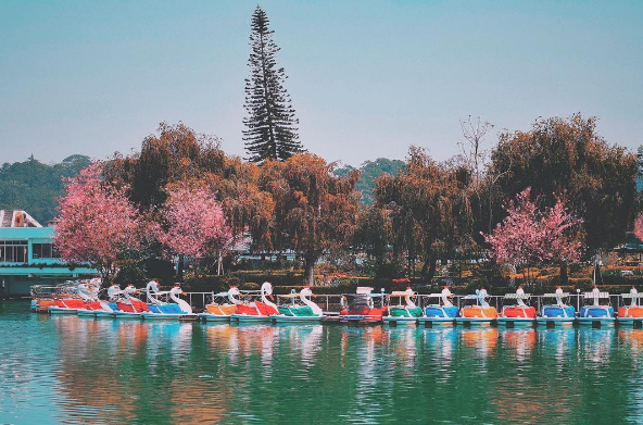 Hoa mai anh đào Đà Lạt nở lưa thưa