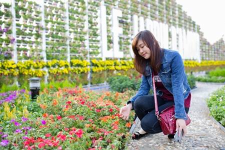 Lễ hội hoa Bà Nà khoe sắc rực rỡ