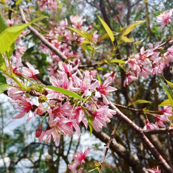 Hoa mai anh đào Đà Lạt nở rộ