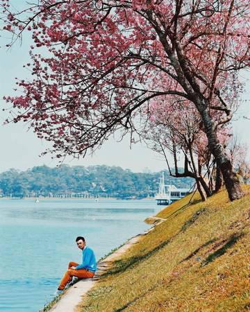 Hoa mai anh đào nở tại Đà Lạt