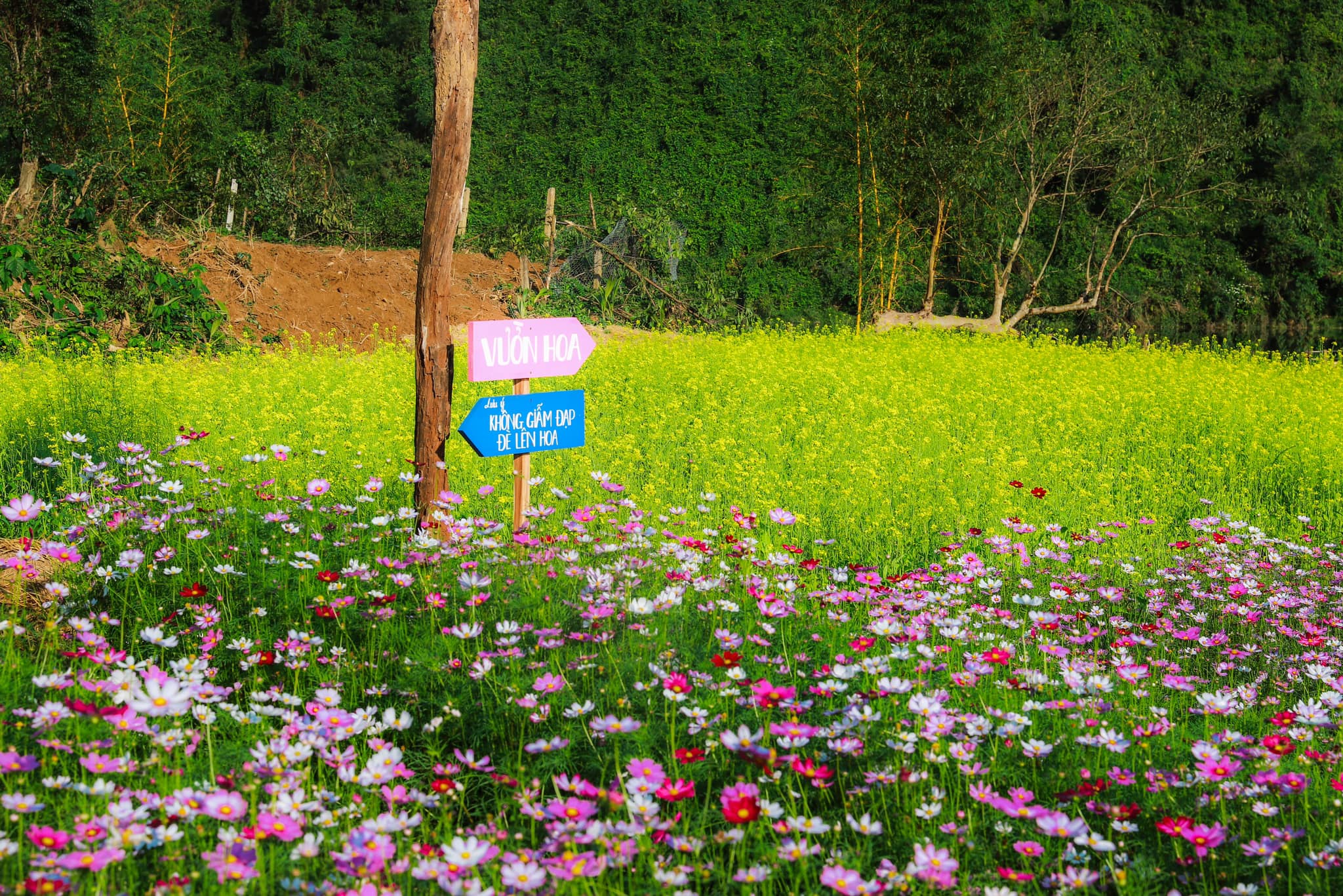 Check-in vườn hoa rực sắc tại Leaf Village Farm Đà Nẵng