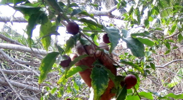 Cây hồng quân Ngũ Hồ Sơn An Giang ra trái nghịch mùa