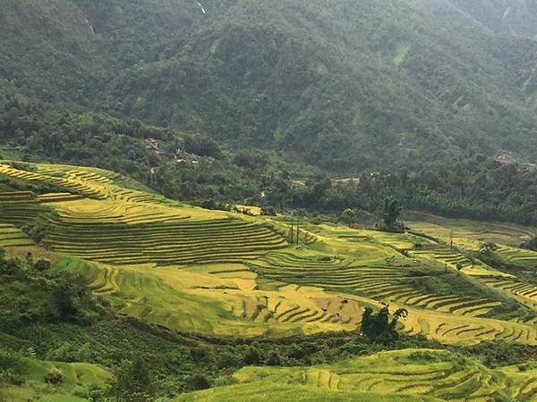 Mường Hum Bát Xát điểm săn lúa chín đẹp tại Lào Cai