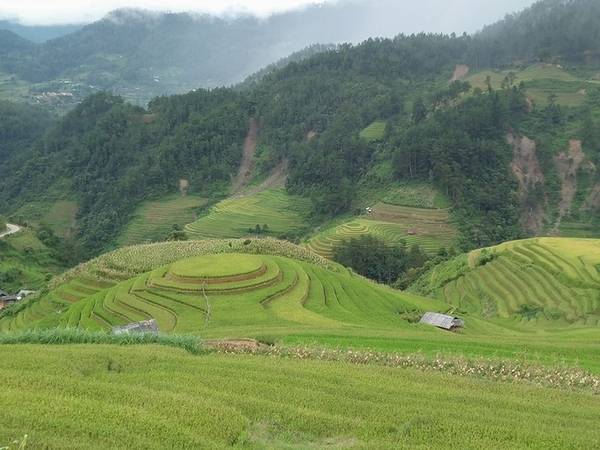 Lịch săn lúa chín Mù Cang Chải với ruộng bậc thang