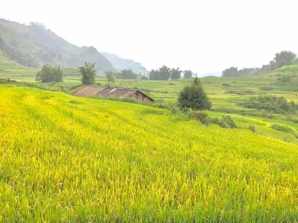 Tại Sa Pa, Hồng Quang, du khách Hà Nội, cho biết quanh khu vực này lúa đã ra bông, một số nơi ngả vàng. Theo blogger Trần Việt Anh, lúa ở Thanh Kim đã chín bắt đầu gặt, lúa ở Tả Van đang vàng, lúa ở Cát Cát vẫn xanh. Thời điểm thích hợp để ngắm lúa Sa Pa là khoảng giữa tháng 9. Ảnh: Đăng. Lịch 'săn' lúa chín ở Sa Pa, Mù Cang Chải