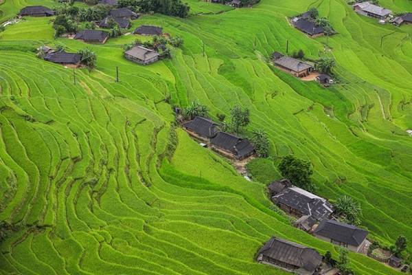 Nếu như năm ngoái lúa ở Hoàng Su Phì, Hà Giang chín sớm vào tháng 9 thì năm nay lại muộn hơn so với các nơi khác. Theo các bạn trẻ đi phượt Hoàng Su Phì đợt lễ 2/9 vừa qua, lúa ở đây vẫn còn xanh, dự kiến sẽ vào mùa gặt khoảng tháng 10. Ảnh: Mạnh Phí.