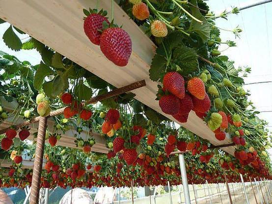 Ghé thăm các vườn dâu tây chín mọng tại Đà Lạt