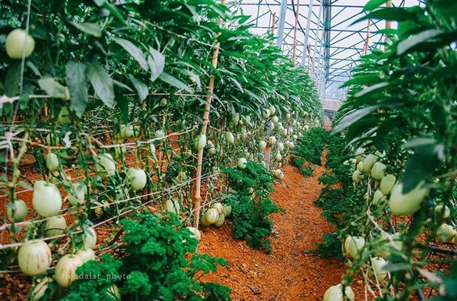Cà chua đen độc đáo trong vườn nông sản Đà Lạt