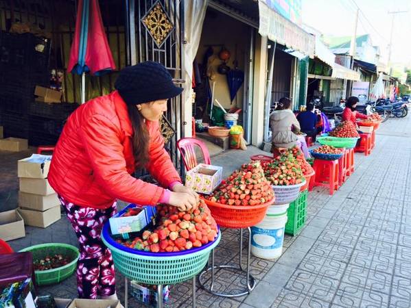 Mua dâu tây tươi ngon tại các vựa dâu nổi tiếng