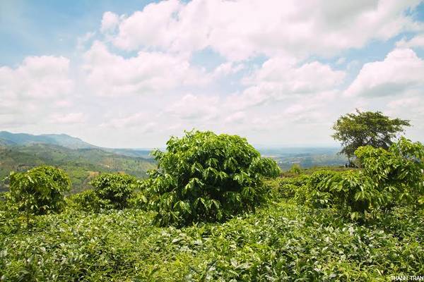 Khu vực quanh Linh Quy Pháp Ấn có đồi chè cà phê và cây cối xanh tươi
