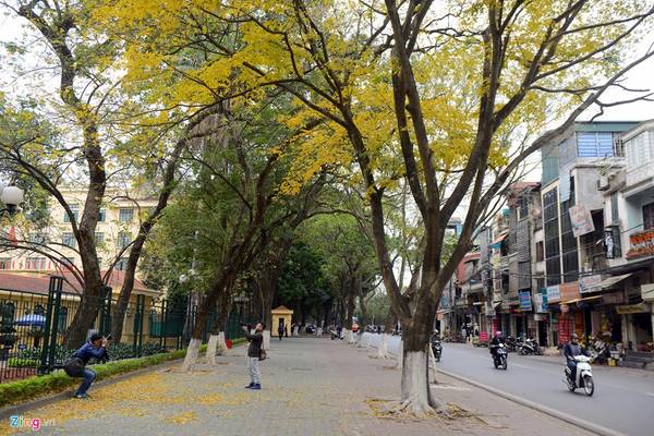 Tán sưa vàng rực rỡ tô điểm cho đường phố Hà Nội mùa thay lá