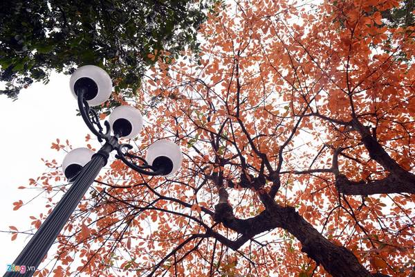 Mùa lộc vừng thay lá vào khoảng tháng 2 Âm lịch tại Hà Nội