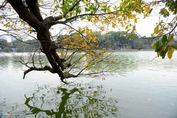 Hai cây lộc vừng thay lá nổi tiếng soi bóng bên Hồ Gươm