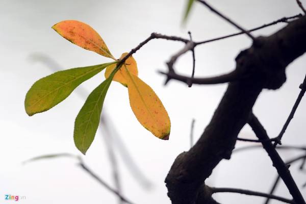 Những chồi non mơn mởn mọc lên sau khi lộc vừng thay lá xong
