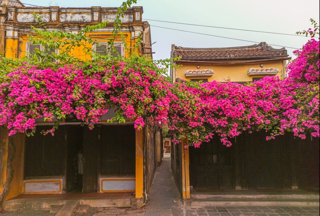 Hội An nổi tiếng với những căn nhà, đền chùa cổ mang kiến trúc đa dạng từ nhiều nền văn hóa trên thế giới. Tuy nhiên, theo Hội An World Heritage, sự giao thoa văn hóa và kiến trúc không phải điểm duy nhất gây ấn tượng khi du khách tới đây. "Điểm nổi bật nhất của phố cổ này là những tòa nhà đắm mình trong sắc vàng đặc trưng", trang này viết. Ảnh: Nguyen Phan.