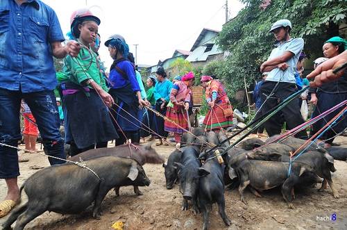 Lợn cắp nách mang xuống chợ, cột dây và tập trung thành một khu để bán