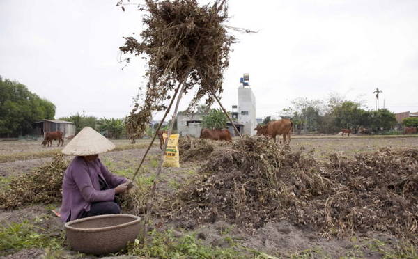 Người phụ nữ tuốt đậu phộng trên ruộng mùa nhổ đậu phộng Long An