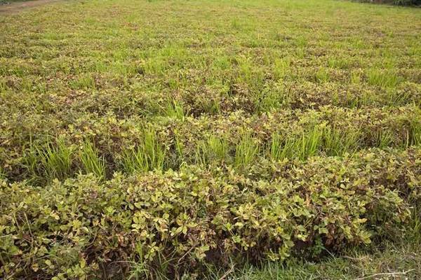 Đậu phộng đã chín đang chờ nhổ tại Long An