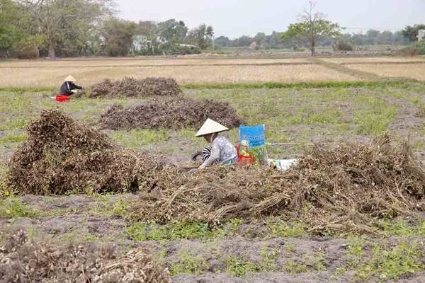Những phụ nữ ngồi lặt đậu trên ruộng Long An