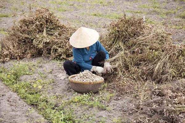 Đậu phộng vừa thu hoạch trên ruộng