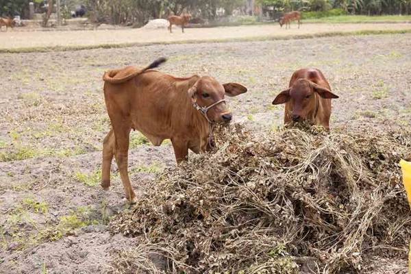 Thân đậu sau khi lấy hết trái dành cho trâu bò