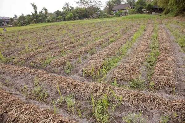 Đậu phộng mới nhổ chất ngay luống chờ người tuốt hạt - Ảnh: Trân Duy