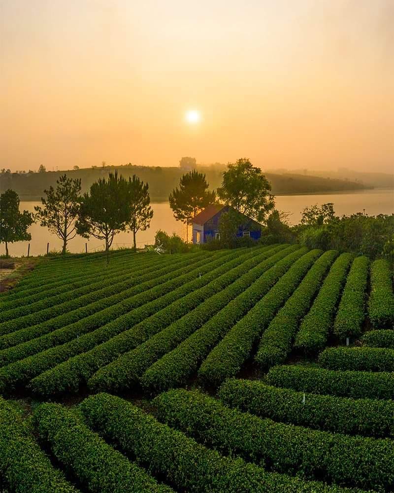 Cánh đồng chè xanh tại Long Đỉnh Organic Tea Lâm Đồng
