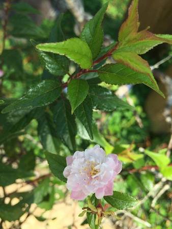 Hoa núi rừng tại Ma Rừng Lữ Quán Đà Lạt
