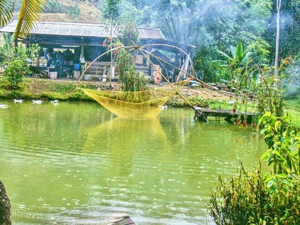 Mưa phùn tại Ma Rừng Lữ Quán Đà Lạt