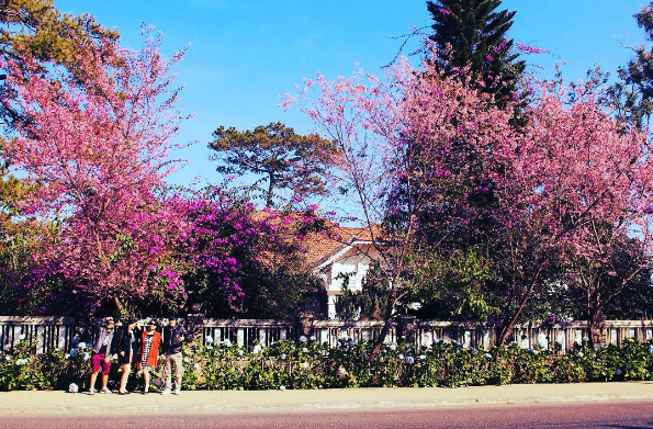 Phong cảnh lễ hội hoa mai anh đào Đà Lạt