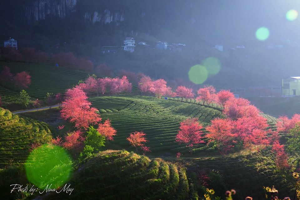 mai-anh-dao-ivivu-1