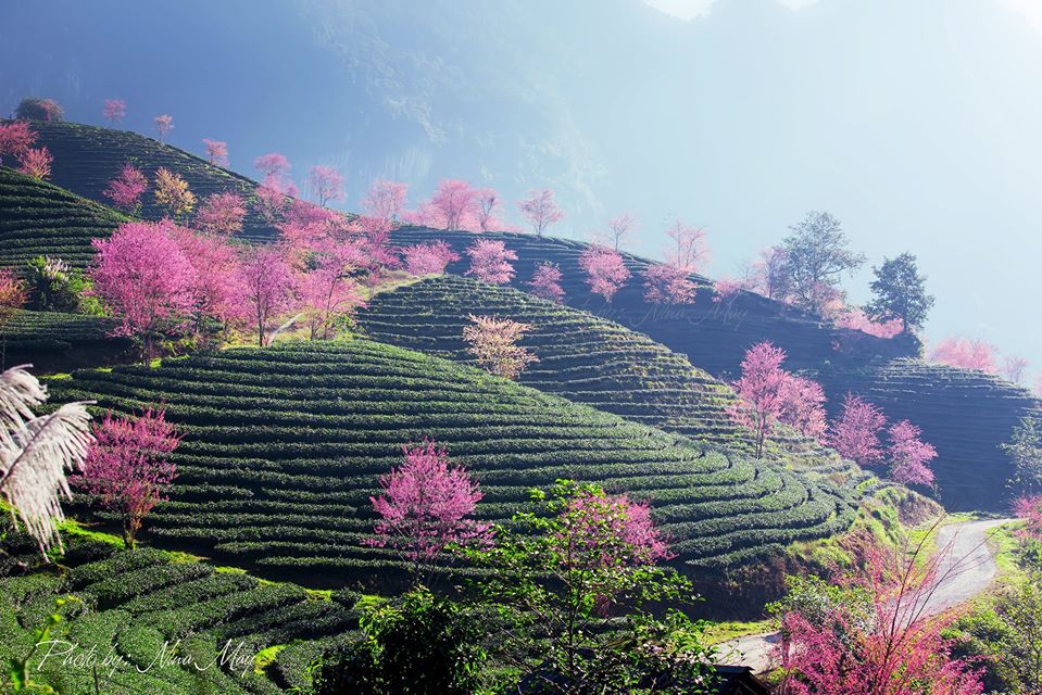 mai-anh-dao-ivivu-2