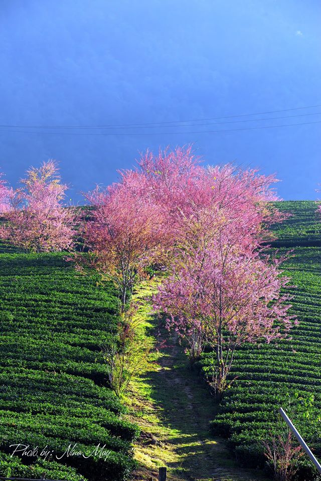 mai-anh-dao-ivivu-8