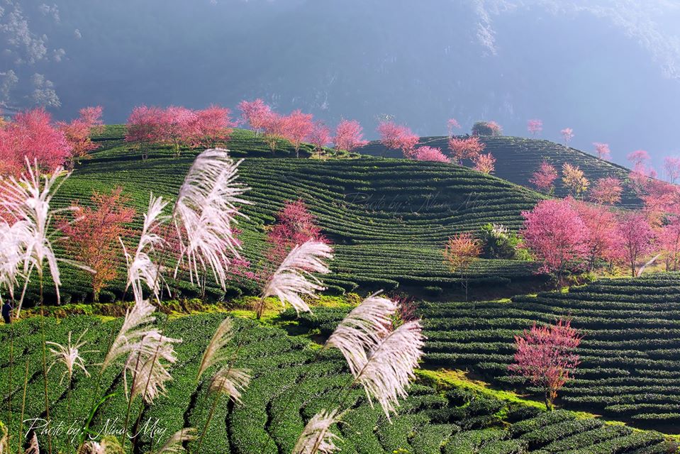 mai-anh-dao-ivivu-9