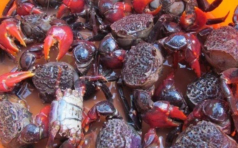 Mắm chù ụ - món ăn từ chù ụ Trà Vinh