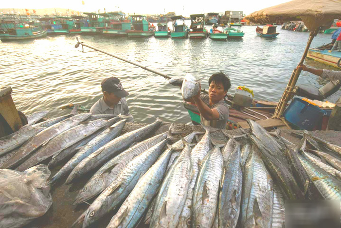 Những chiếc thuyền chở đầy cá cập bến cảng cá An Thới