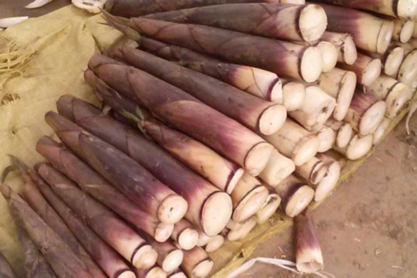 Măng le đặc sản Măng Đen Kon Tum