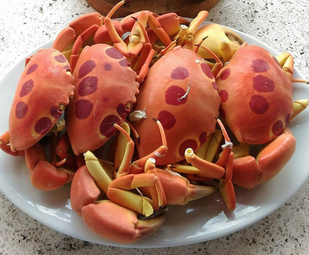 Cua mặt trăng món ăn ngon Phú Quý