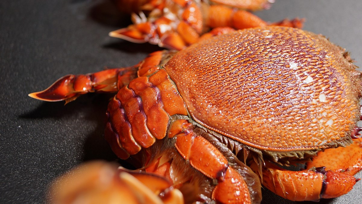 Cua huỳnh đế món ăn ngon Phú Quý